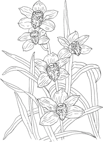 Desenhos de Orquideas Para Colorir 9