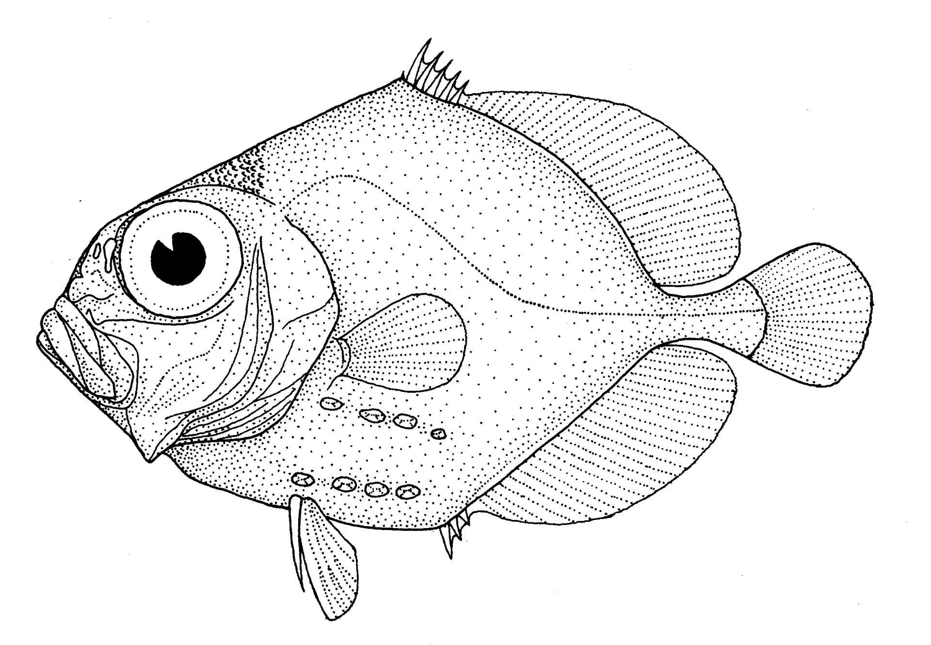 Oreo Para Colorear 2