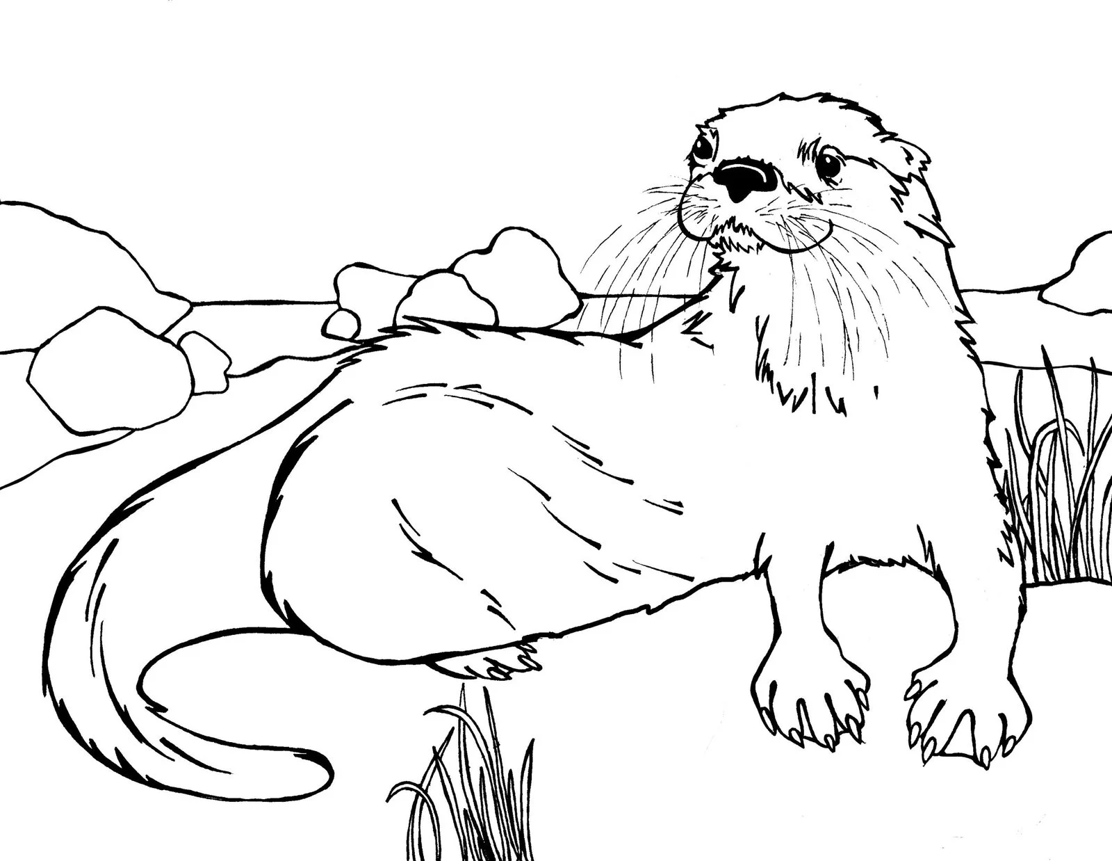 Otter Coloring Pages 129