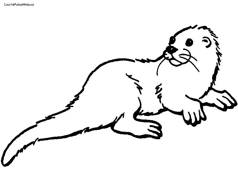Otter Coloring Pages 144