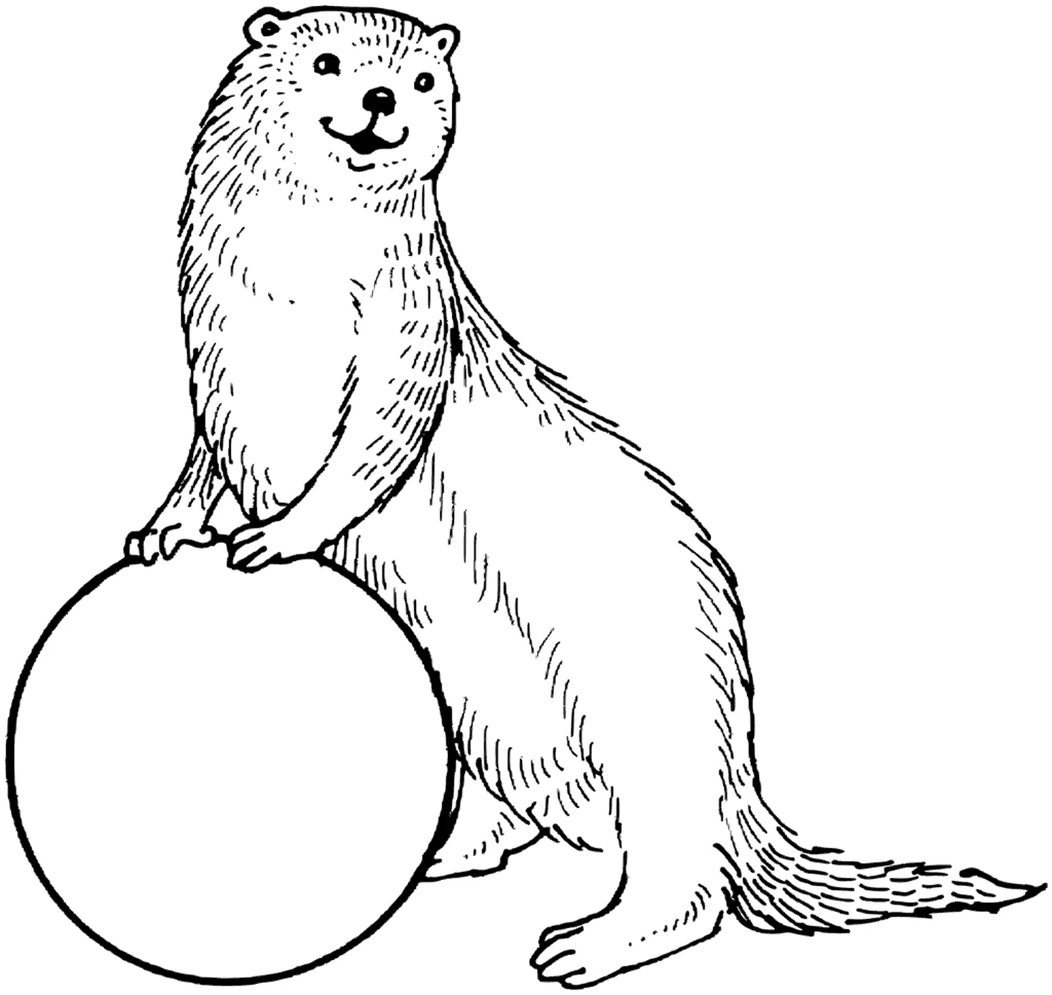 Otter Ausmalbilder 21