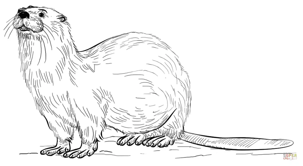 Otter Coloring Pages 29