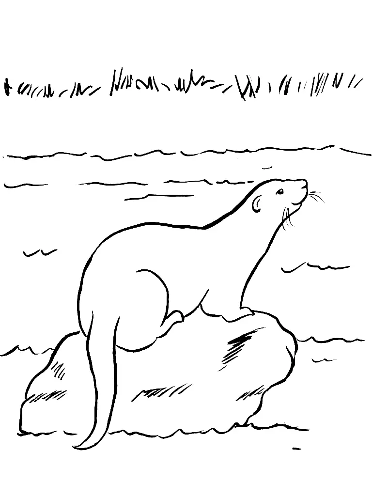 Otter Coloring Pages 36