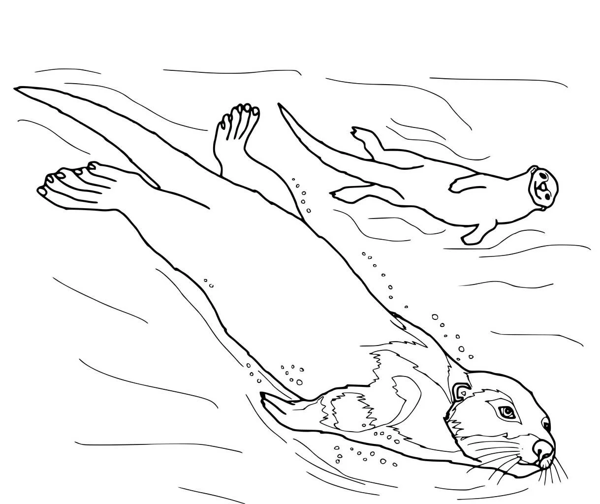 Otter Ausmalbilder 52