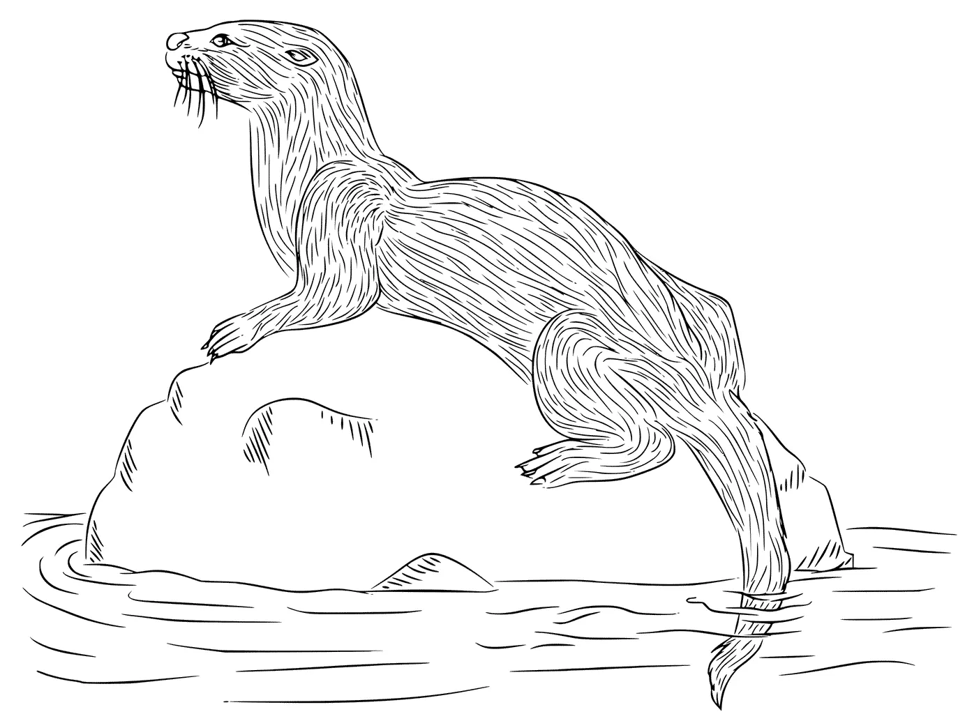 Otter Ausmalbilder 76