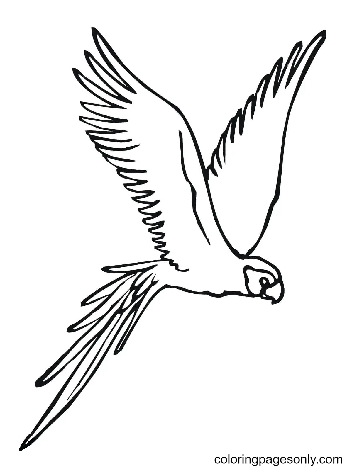 Loros Para Colorear 49