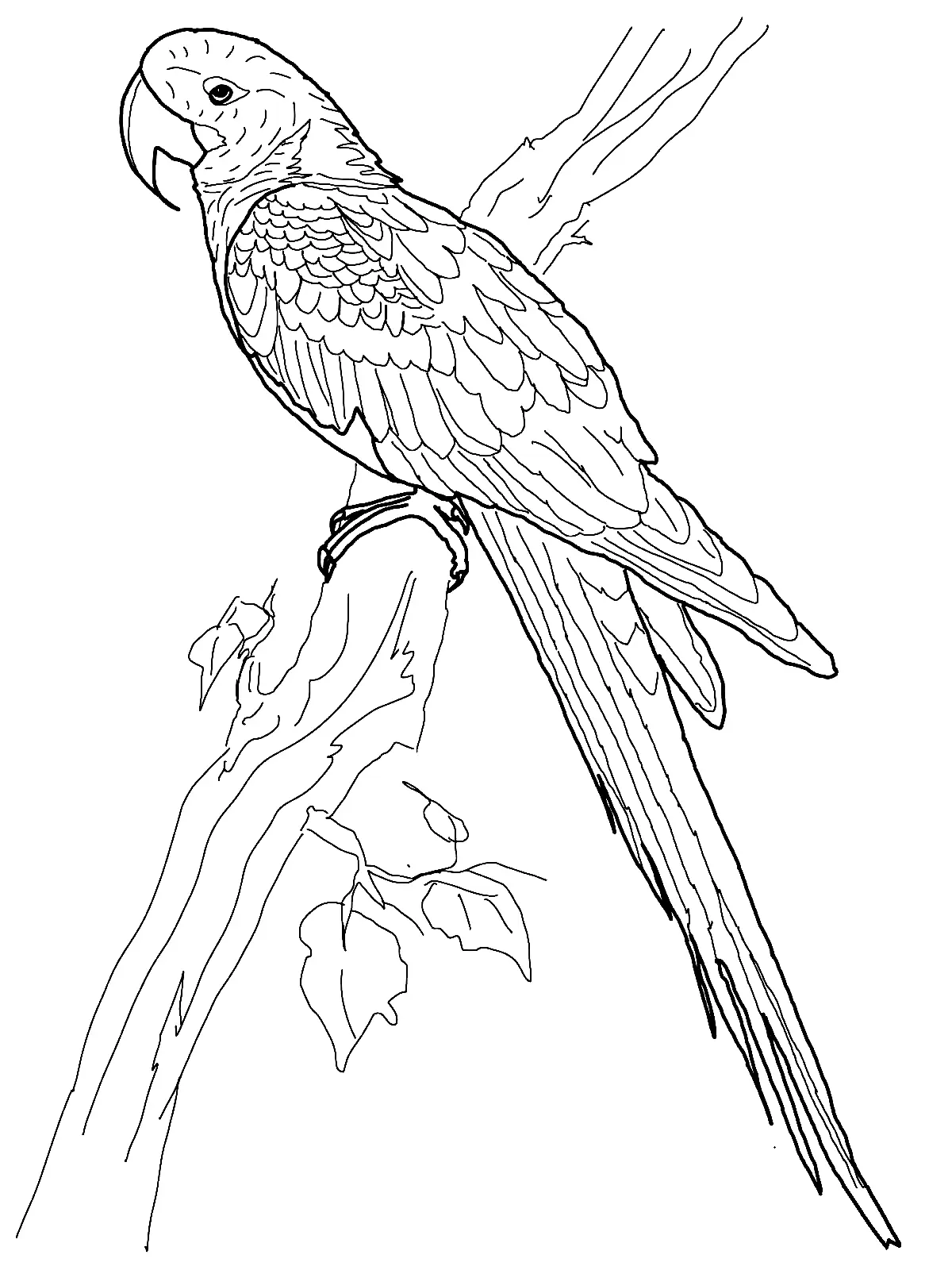 Loros Para Colorear 61