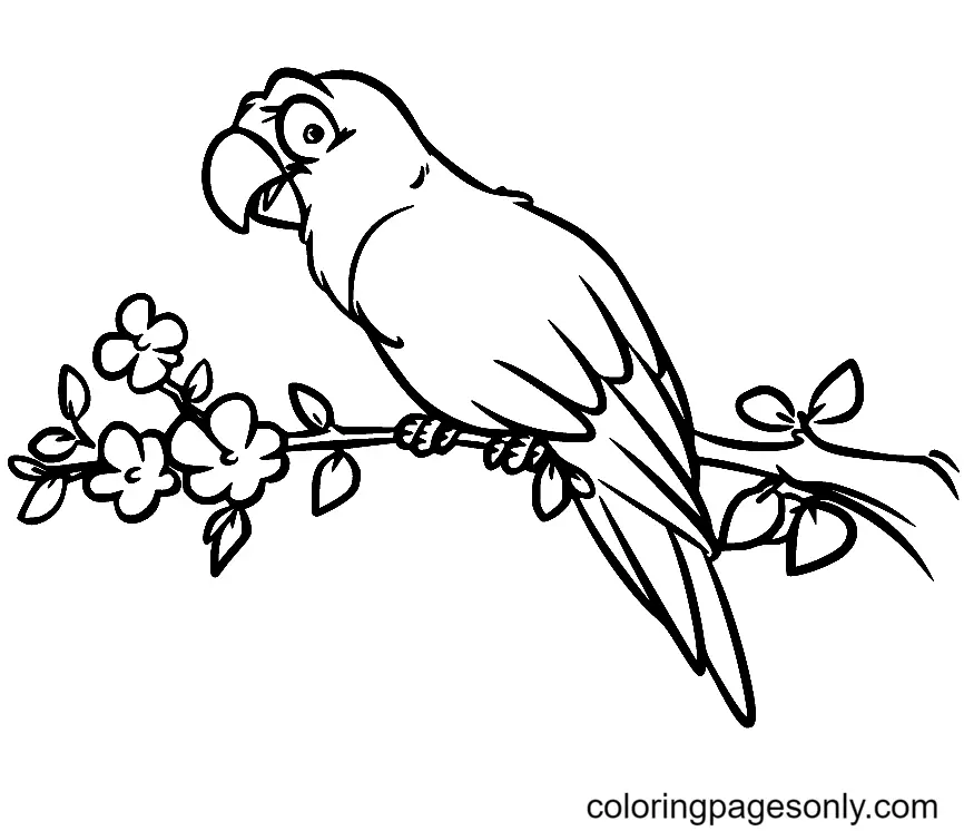 Loros Para Colorear 62