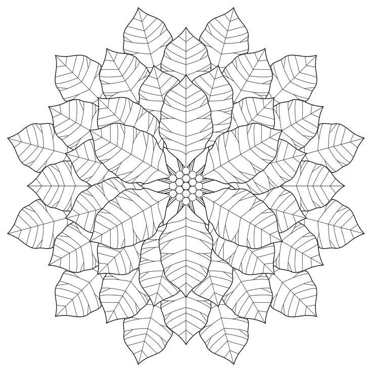 Poinsettia Para Colorear