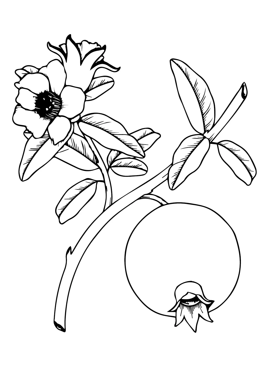 Desenhos de Roma Para Colorir 11