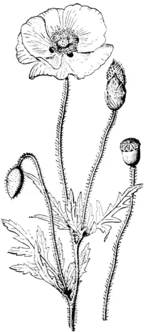 Desenhos de Papoulas Para Colorir 11