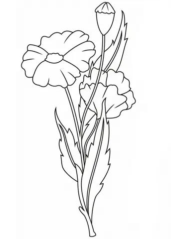 Desenhos de Papoulas Para Colorir 24