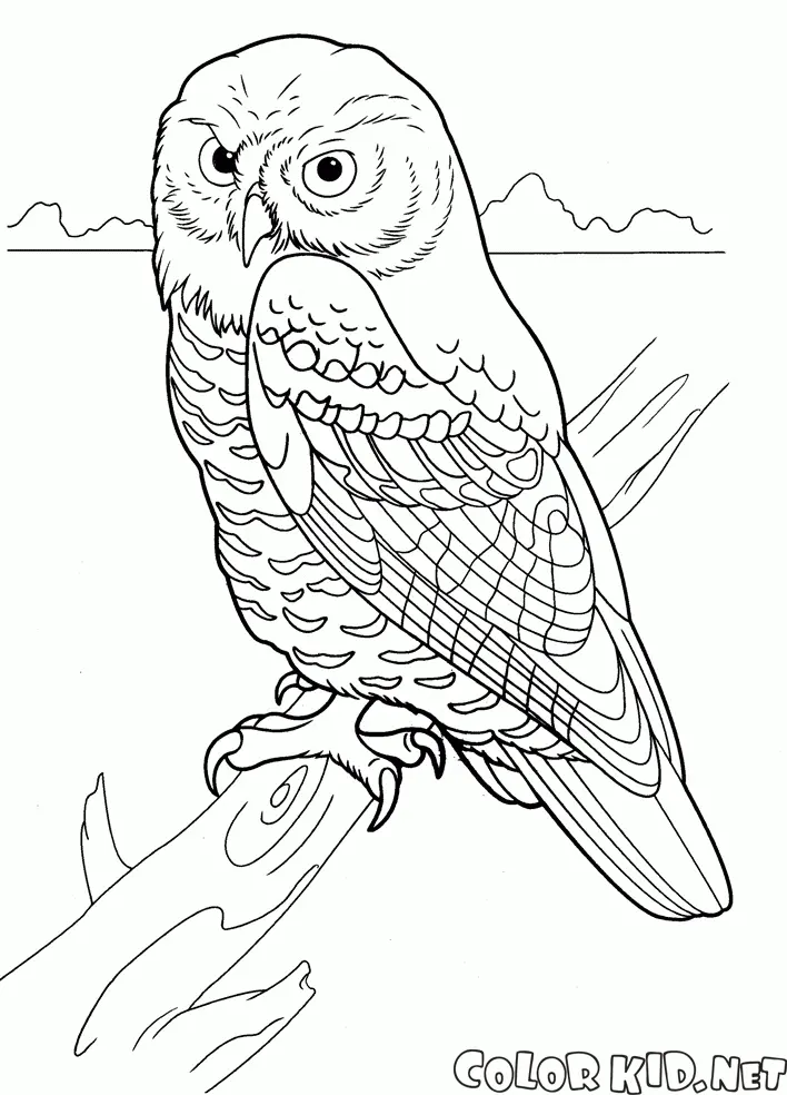 Predator Coloring Pages 100
