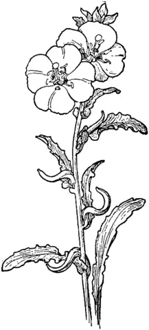 Desenhos de Primula Para Colorir 7