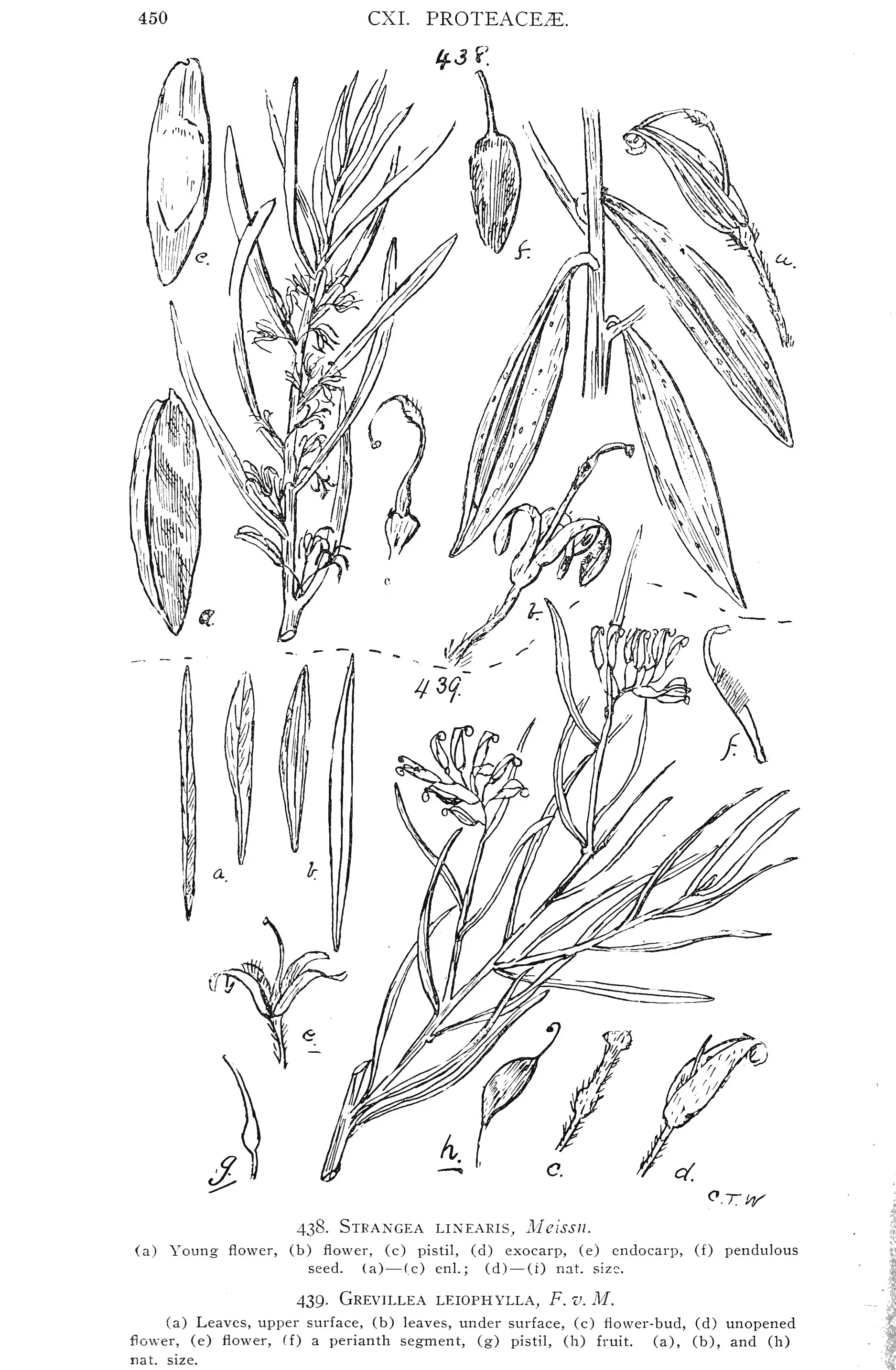 Protea para Colorear 1