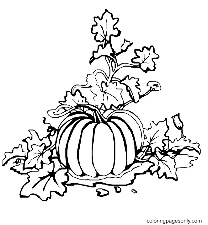 Pumpkin Coloring Pages 27