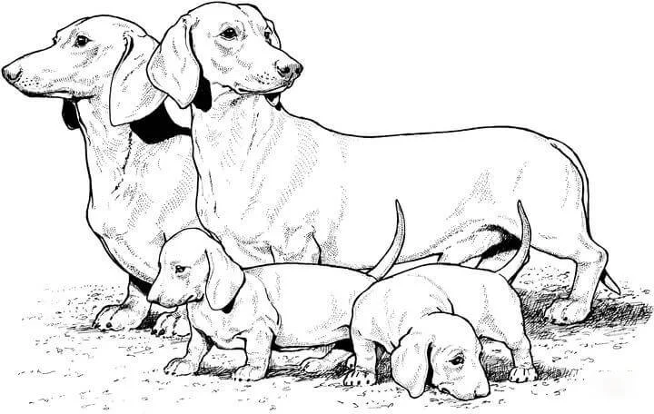 Welpen Hunde Freunde Ausmalbilder 210