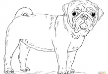 Welpen Hunde Freunde Ausmalbilder 250