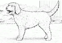 Welpen Hunde Freunde Ausmalbilder 65