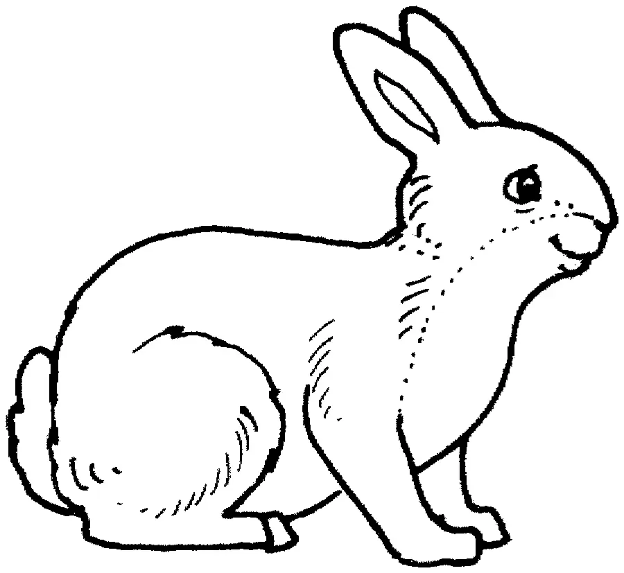 Conejos Para Colorear 28