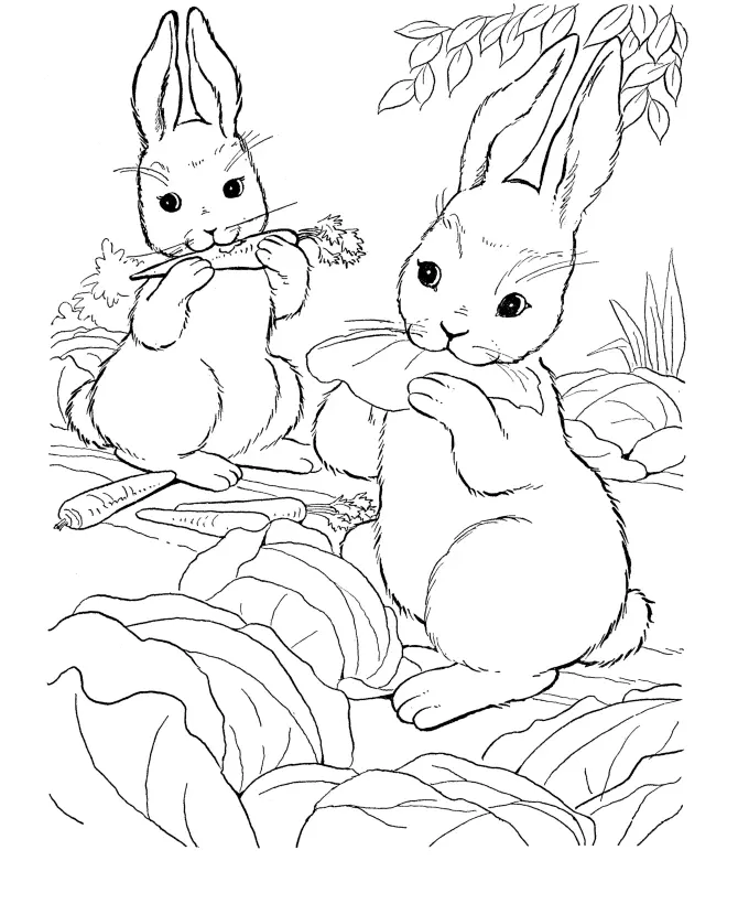 Conejos Para Colorear 29
