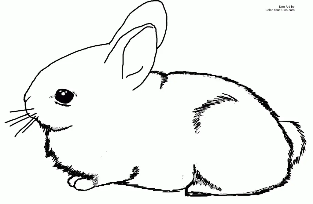 Conejos Para Colorear 5