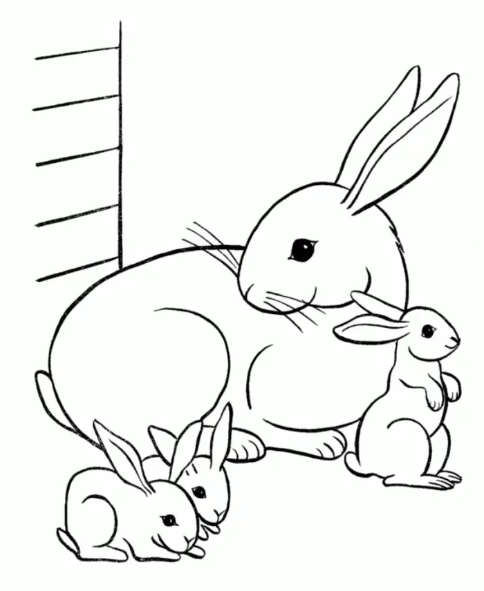 Conejos Para Colorear 6