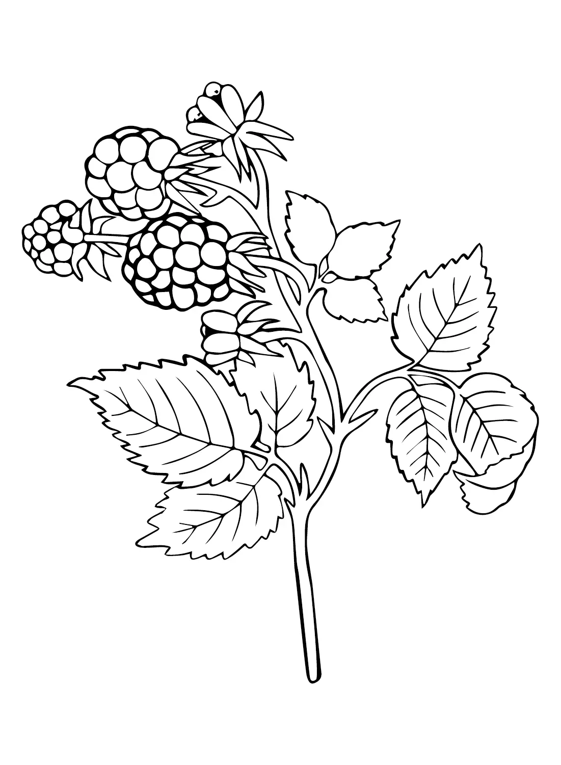Desenhos de Framboesa Para Colorir 12