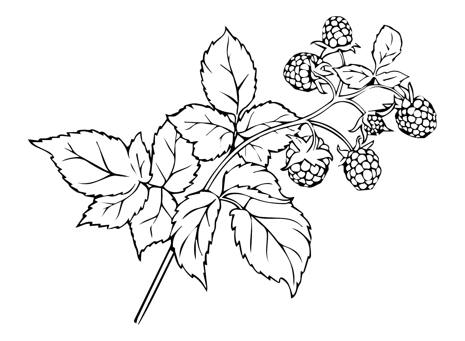 Desenhos de Framboesa Para Colorir 16