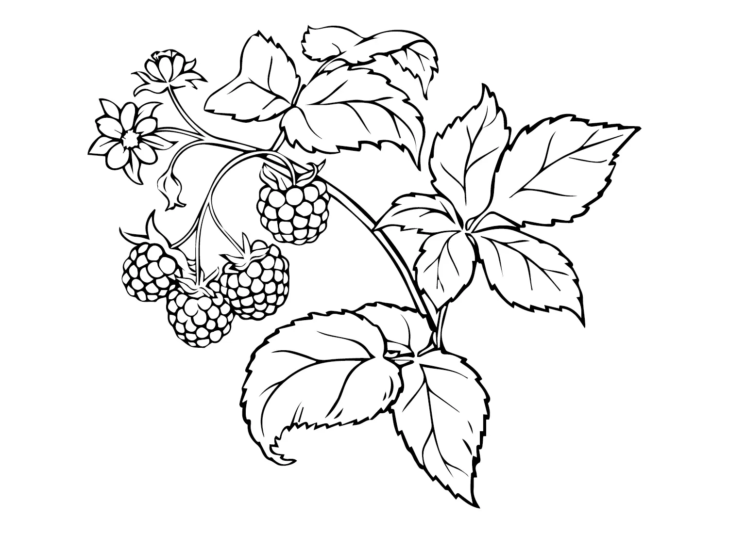 Desenhos de Framboesa Para Colorir 18