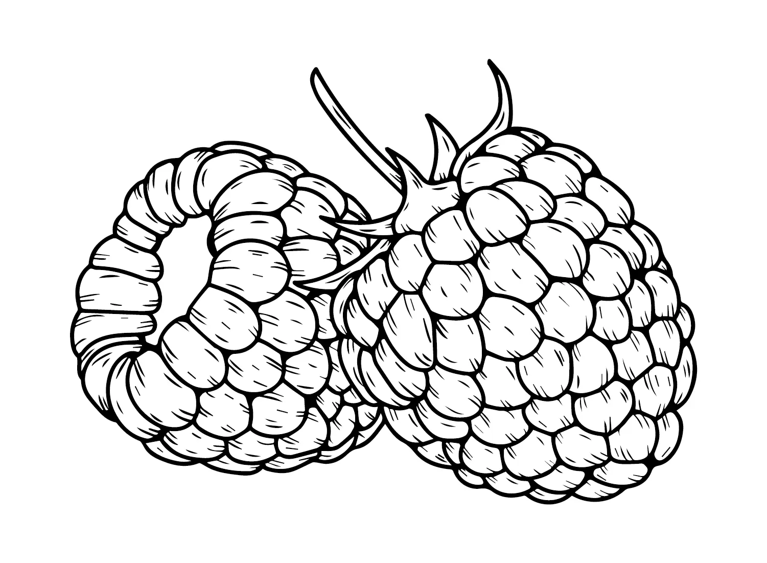 Desenhos de Framboesa Para Colorir 19