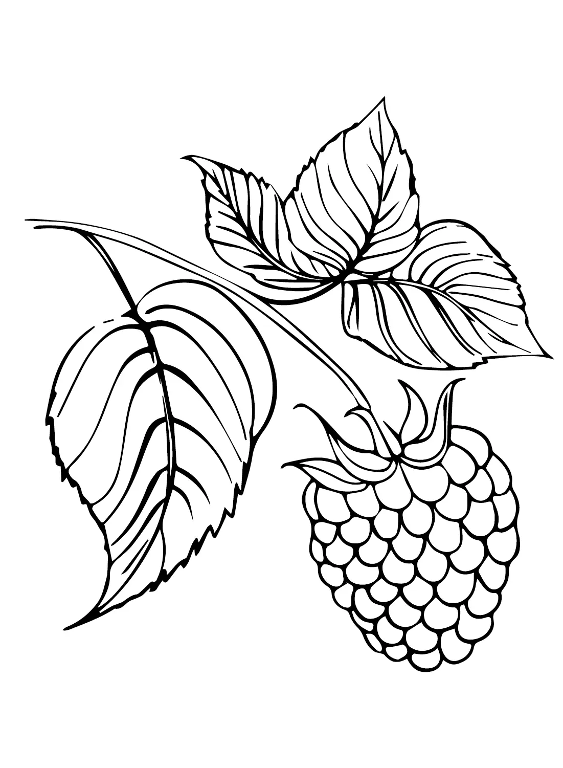 Desenhos de Framboesa Para Colorir 20