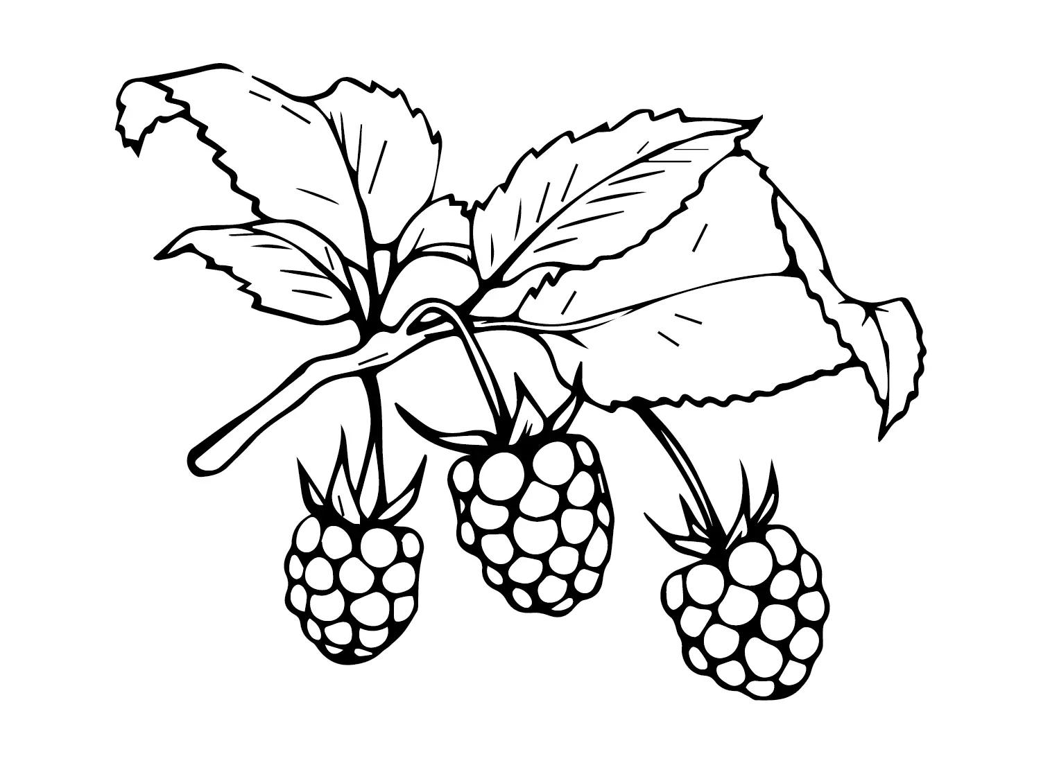 Desenhos de Framboesa Para Colorir 21