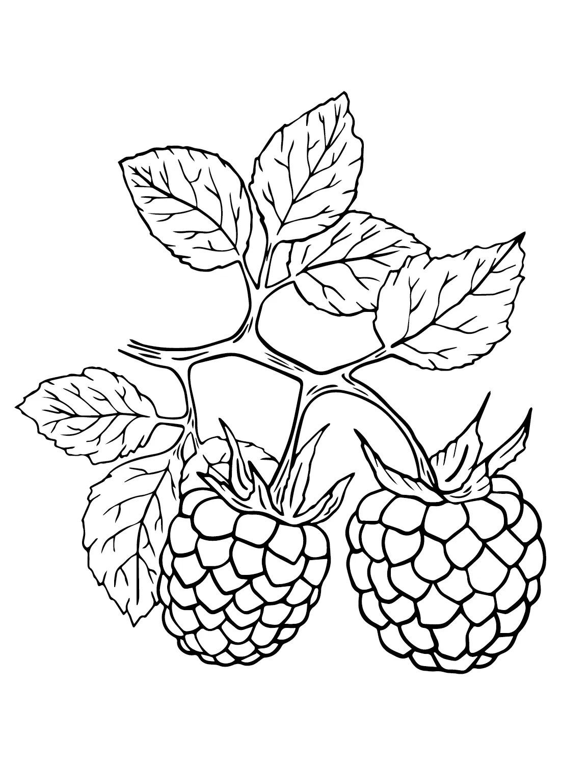 Desenhos de Framboesa Para Colorir 3