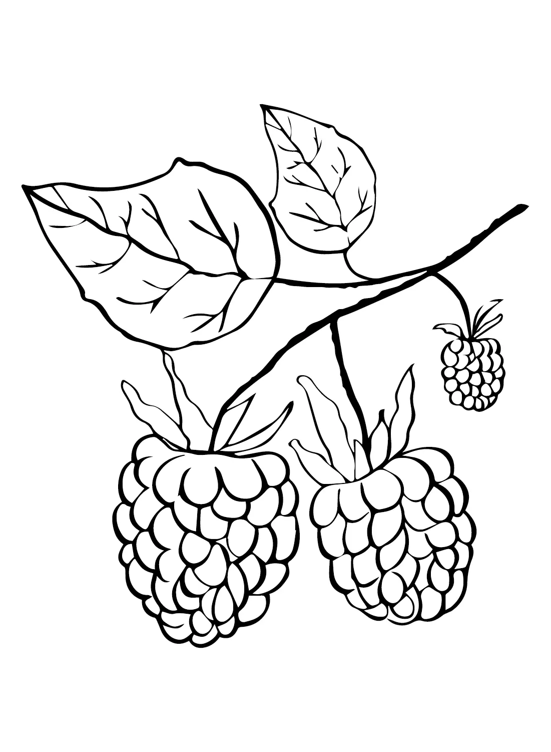 Desenhos de Framboesa Para Colorir 7