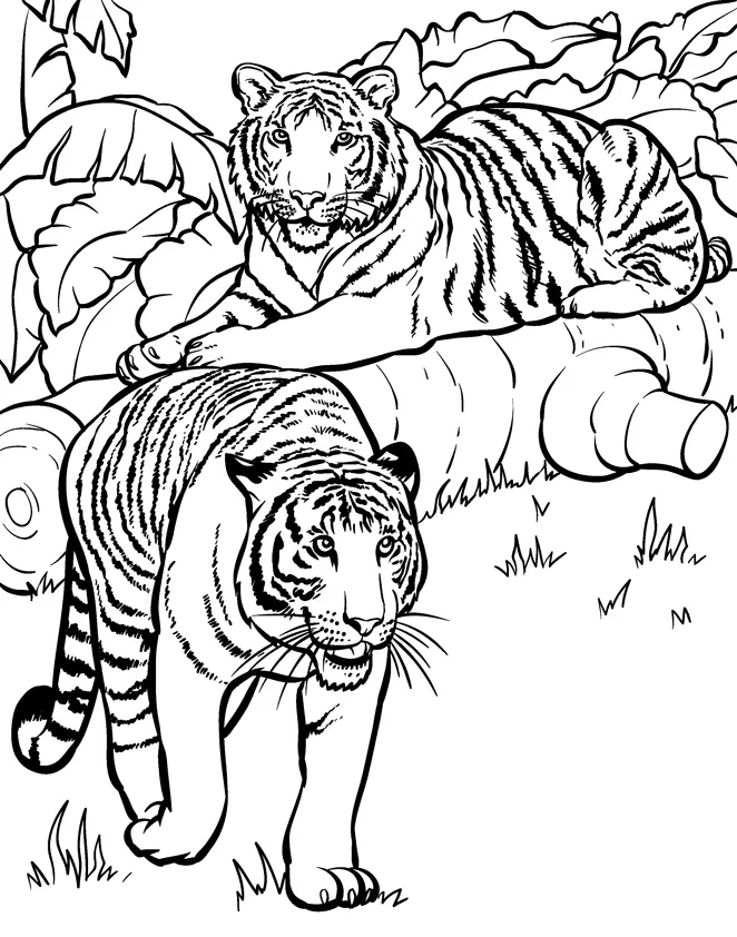 Desenhos de Paginas de Animais Realistas Para Colorir 13