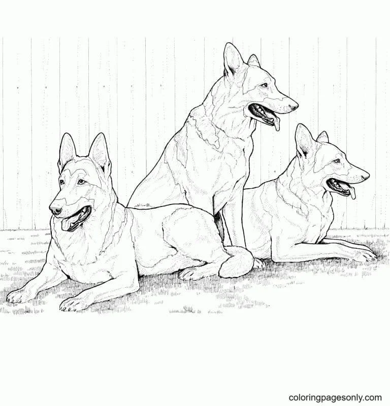 Desenhos de Paginas de Animais Realistas Para Colorir 15