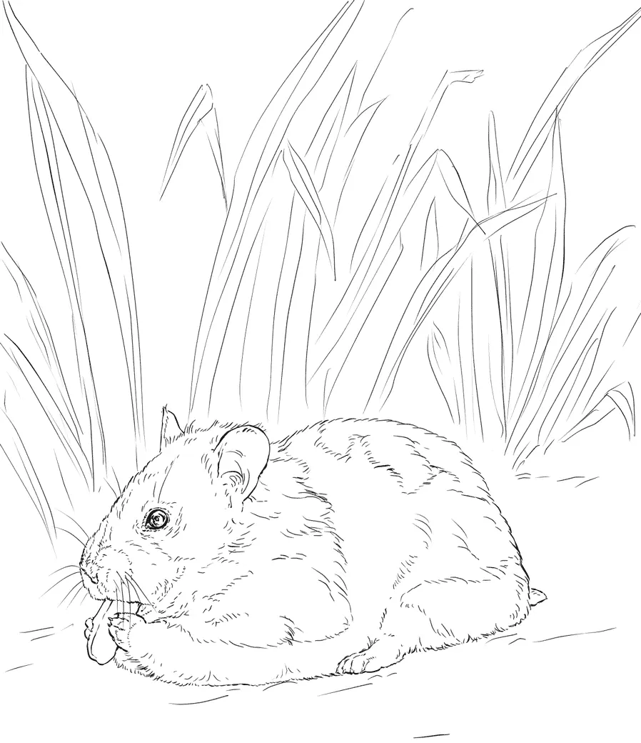 Desenhos de Paginas de Animais Realistas Para Colorir 17