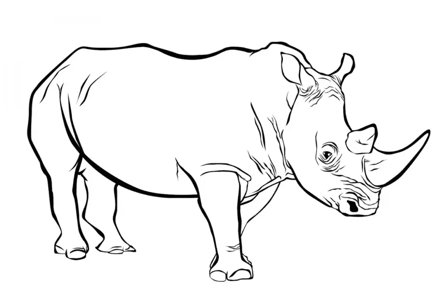 Desenhos de Paginas de Animais Realistas Para Colorir 19