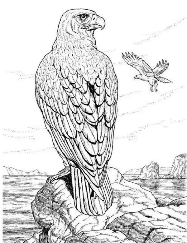 Desenhos de Paginas de Animais Realistas Para Colorir 21