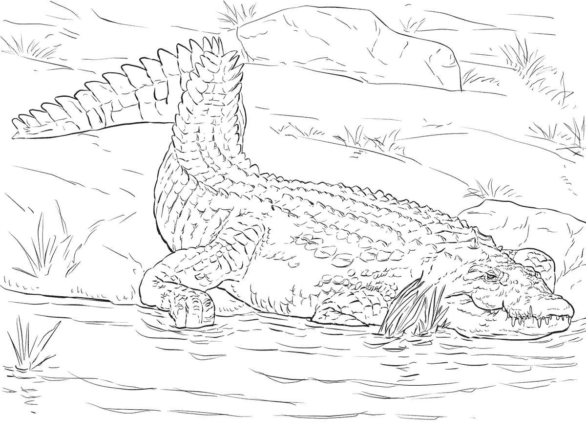 Desenhos de Paginas de Animais Realistas Para Colorir 23