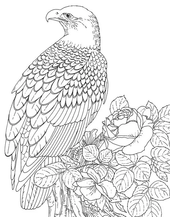 Desenhos de Paginas de Animais Realistas Para Colorir 27