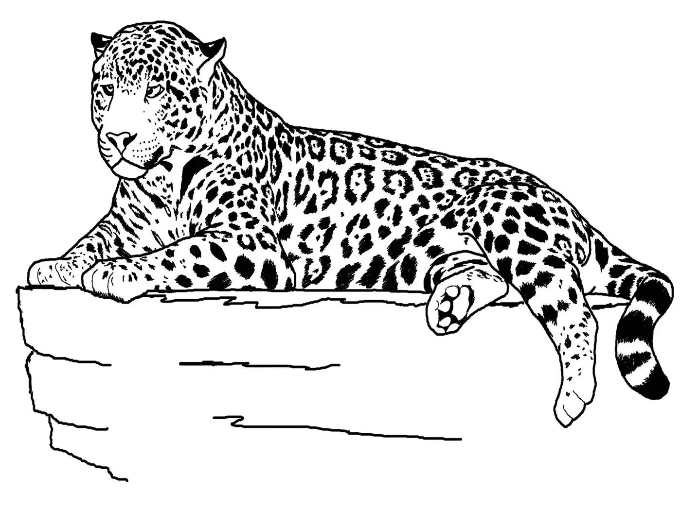 Desenhos de Paginas de Animais Realistas Para Colorir 32