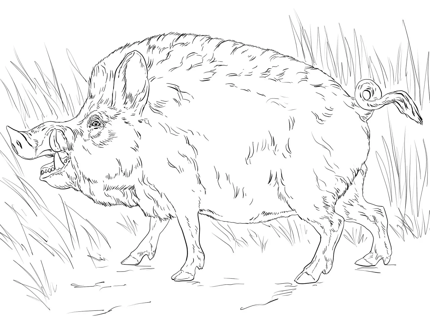 Desenhos de Paginas de Animais Realistas Para Colorir 33