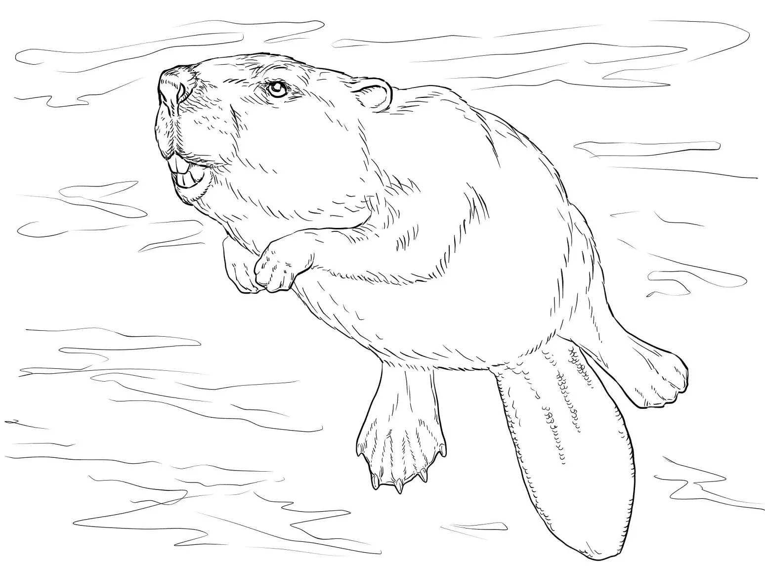 Desenhos de Paginas de Animais Realistas Para Colorir 41