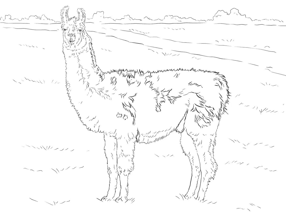 Desenhos de Paginas de Animais Realistas Para Colorir 64