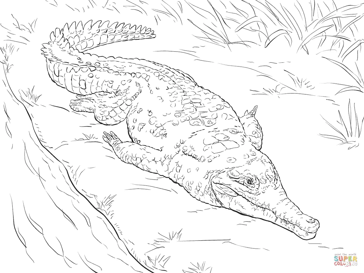 Realistic Animal Coloring Pages 65