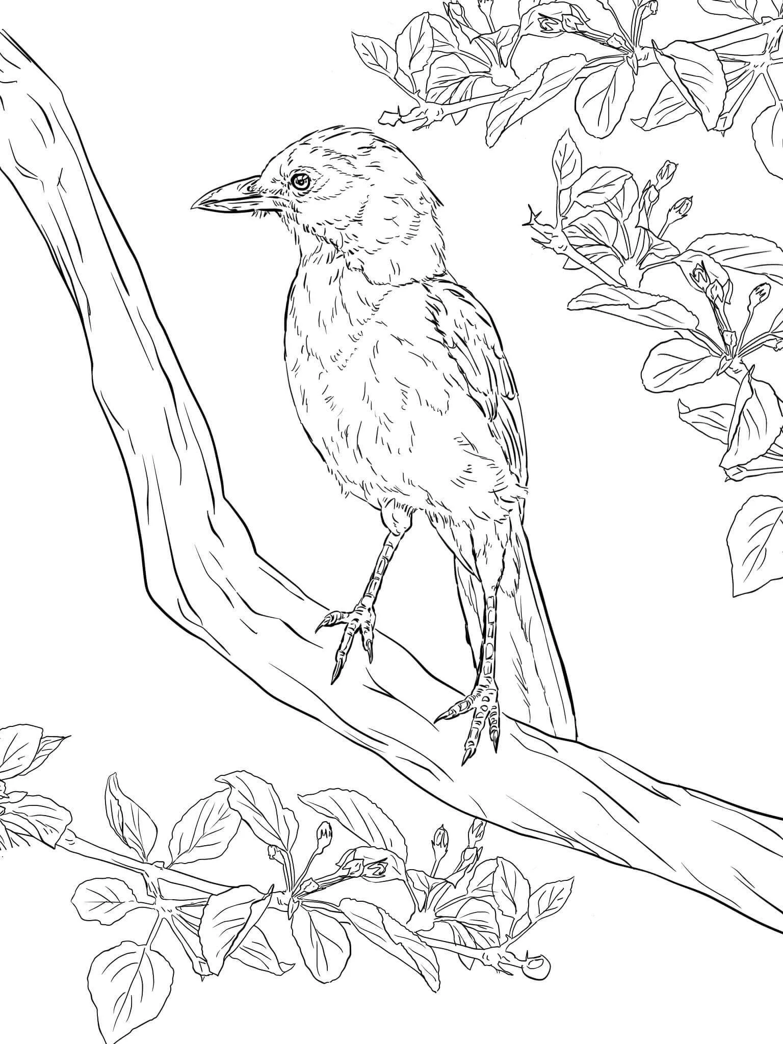 Realistic Animal Coloring Pages 73
