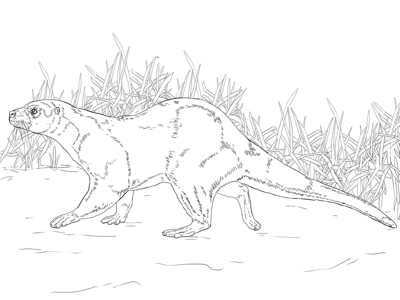 Desenhos de Paginas de Animais Realistas Para Colorir 82