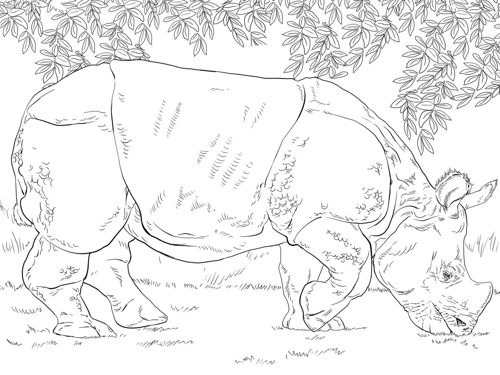 Realistic Animal Coloring Pages